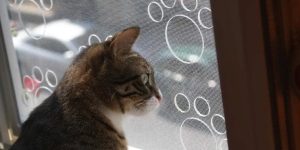 Arnavutköy Sineklik