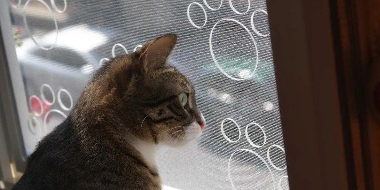 Arnavutköy Sineklik